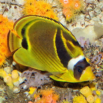 Chaetodon lunula : 4-6 cm